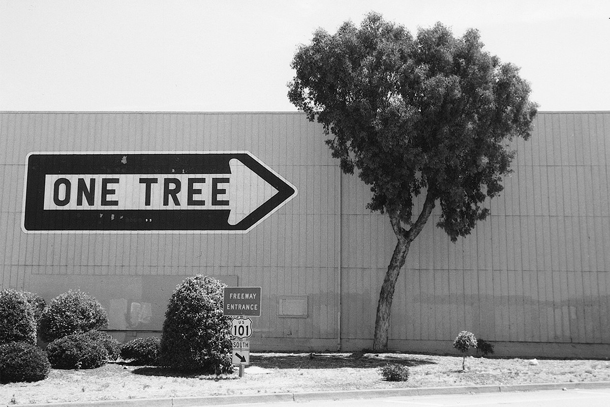 One Tree, San Francisco, USA, 2001. Photograph by David Rowley